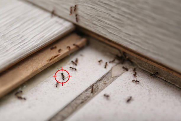 Best Bed Bug Extermination  in Rosanky, TX