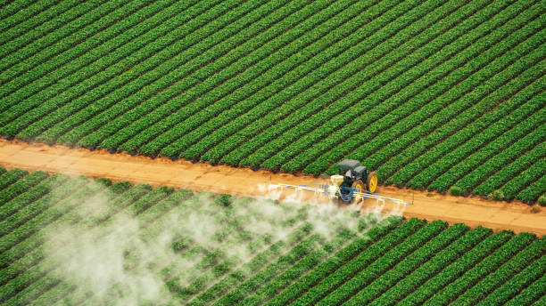 Best Pest Prevention Services  in Rosanky, TX